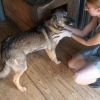 Kutja