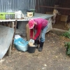 Arbeit im Tierheim
