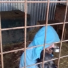 Arbeit im Tierheim2