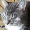 Elli