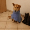 Lyussi2