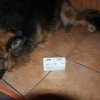 SONY DSC
