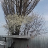 Sternatler_2