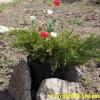 fruehling-6