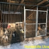 tierheimrdl_jan2013-10