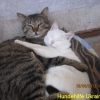 barsikii_7_mai2013