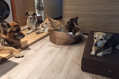 edytas-hunde-1