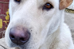 9ac59396-36ad-43ec-bb58-4e0a268fc184