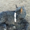 Pferd1