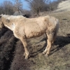 Pferd10