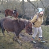 Pferd8