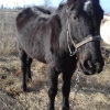 Pferd9