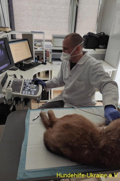 Hund beim Tierarzt