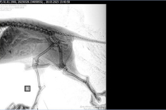 verlassener-Hund-1