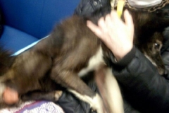 waldhund_1 waldhund_1